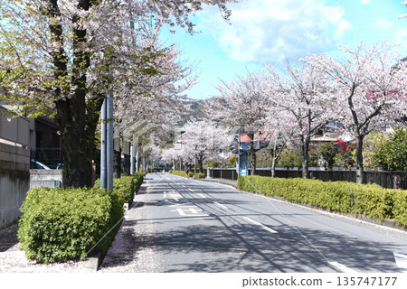 Cherry blossoms roadside trees 135747177