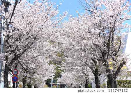 Cherry blossoms roadside trees 135747182