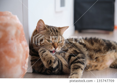 striped British shorthair marble cat lies resting 135747709