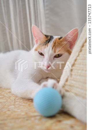 a white kitten with spots is lying 135747713