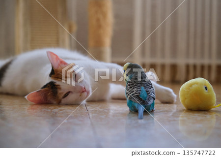 Tricolor cat watching parrot at home friendly 135747722