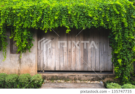 wooden door with vines growing over it wooden door with vines growing over it 135747735