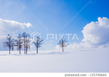 [Biei, Hokkaido] Mild Seven Hill in winter 135748684