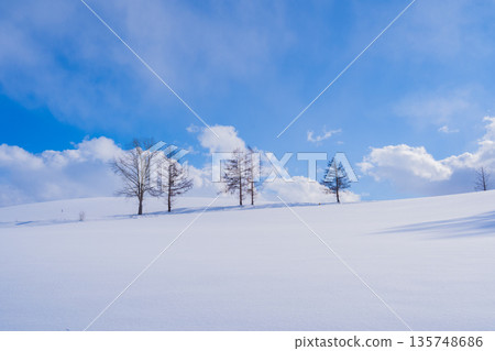 【北海道美瑛】冬季的七丘 135748686