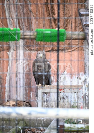 Aiming Hawk Aiming Hawk 135748852