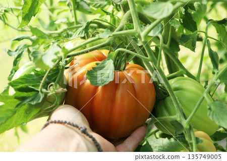 tomato, vegetable, hand 135749005