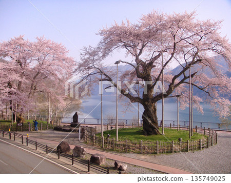 高山市莊川町莊川櫻花 135749025