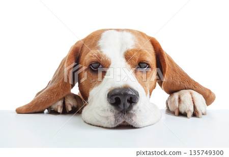 Beagle head isolated on white. 135749300