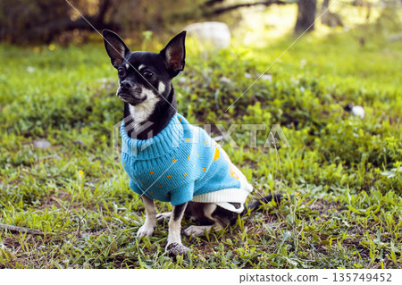 little cute dog in the costume on the grass little cute dog in the costume on the grass 135749452
