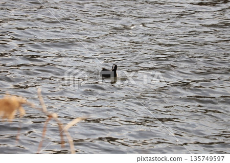 A coot with black fur and a white forehead and beak swimming in a river in winter A coot with black fur and a white forehead and beak swimming in a river in winter 135749597