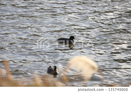 一群白骨在冬天河裡游泳 一群白骨在冬天河裡游泳 135749808