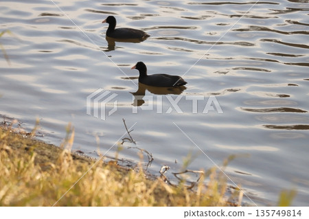 A flock of coots swimming in the winter river 135749814