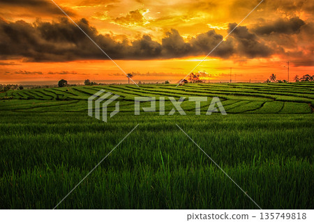 rice fields north bengkulu regency, amazing nature color and sky, beautyful morning sunrise and sunset in here, get visit now in here rice fields north bengkulu regency, amazing nature color and sky, beautyful morning sunrise and sunset in here, get visit now in here 135749818