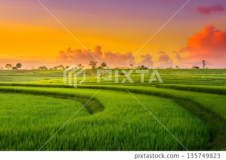 beautiful view of yellow rice at sunset with red sky over Kemumu rice fields, North Bengkulu, Indonesia beautiful view of yellow rice at sunset with red sky over Kemumu rice fields, North Bengkulu, Indonesia 135749823