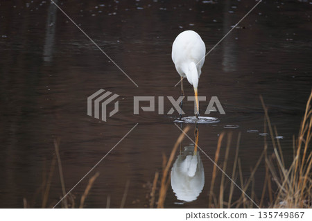 大白鷺捕食 135749867
