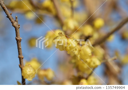 Yellow wintersweet flowers blooming in a park in winter Yellow wintersweet flowers blooming in a park in winter 135749904