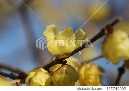 冬日公園裡盛開的黃色冬青花 135749905