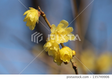 Yellow wintersweet flowers blooming in a park in winter Yellow wintersweet flowers blooming in a park in winter 135749906