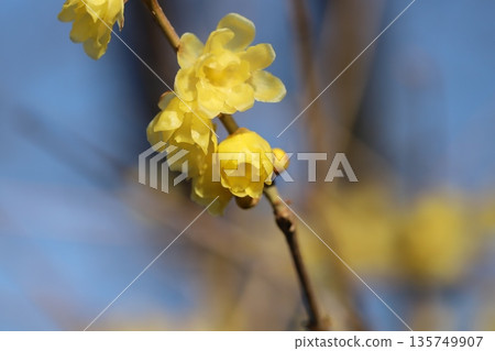 冬日公園裡盛開的黃色冬青花 冬日公園裡盛開的黃色冬青花 135749907