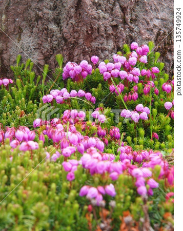 Ezonotsugazakura cherry blossoms at Marunuma Plateau, Mount Nikko Shirane 135749924