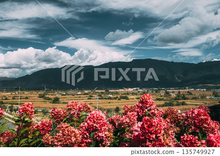 Autumn fields and hydrangeas below Yulong Snow Mountain Autumn fields and hydrangeas below Yulong Snow Mountain 135749927