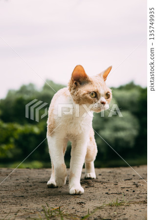 field, animal, cat 135749935