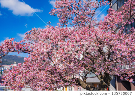 (靜岡縣)熱海市系川的熱海櫻,日本最早開花 (靜岡縣)熱海市系川的熱海櫻,日本最早開花 135750007