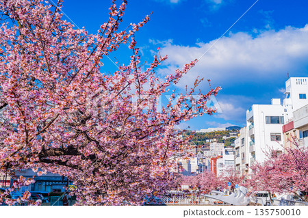 (Shizuoka Prefecture) Atamizakura in Itokawa, Atami City, the earliest to bloom in Japan 135750010