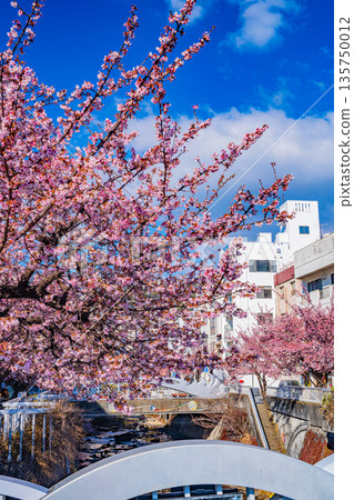 (Shizuoka Prefecture) Atamizakura in Itokawa, Atami City, the earliest to bloom in Japan 135750012