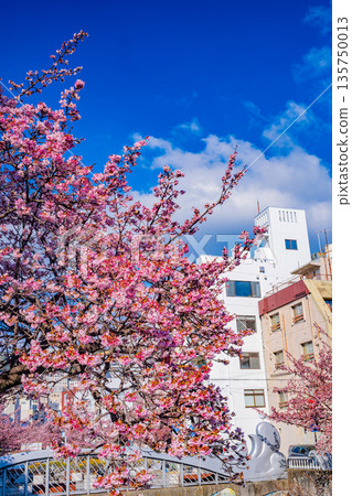 （靜岡縣）熱海市系川的熱海櫻，日本最早開花 135750013