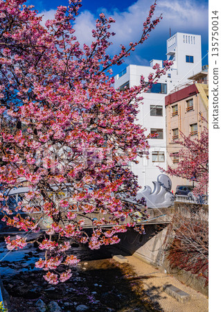 (靜岡縣)熱海市系川的熱海櫻,日本最早開花 (靜岡縣)熱海市系川的熱海櫻,日本最早開花 135750014