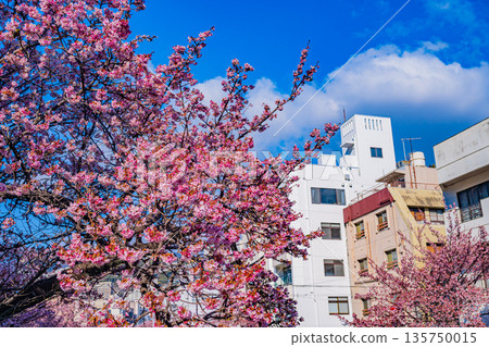 （靜岡縣）熱海市系川的熱海櫻，日本最早開花 135750015