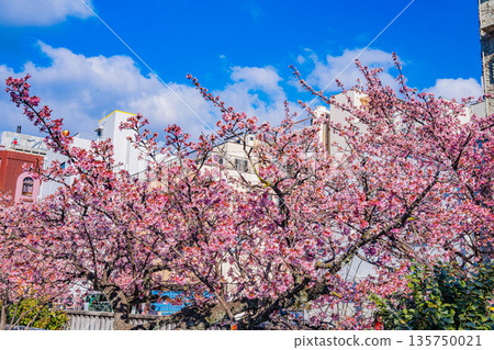 （靜岡縣）熱海市系川的熱海櫻，日本最早開花 135750021