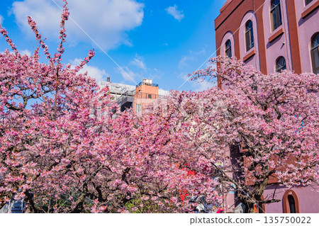 （靜岡縣）熱海市系川的熱海櫻，日本最早開花 135750022