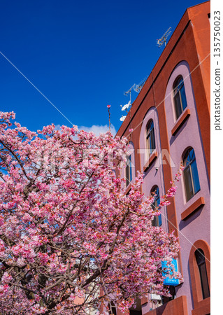 （靜岡縣）熱海市系川的熱海櫻，日本最早開花 135750023