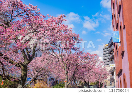 （靜岡縣）熱海市系川的熱海櫻，日本最早開花 135750024