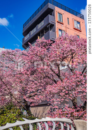 （靜岡縣）熱海市系川的熱海櫻，日本最早開花 135750026