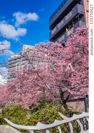 （靜岡縣）熱海市系川的熱海櫻，日本最早開花 135750027