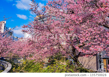 （靜岡縣）熱海市系川的熱海櫻，日本最早開花 135750028