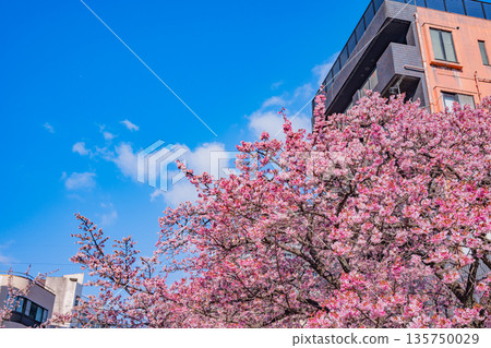 (Shizuoka Prefecture) Atamizakura in Itokawa, Atami City, the earliest to bloom in Japan 135750029