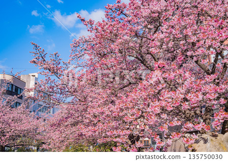 (靜岡縣)熱海市系川的熱海櫻,日本最早開花 (靜岡縣)熱海市系川的熱海櫻,日本最早開花 135750030