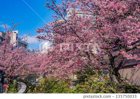 (Shizuoka Prefecture) Atamizakura in Itokawa, Atami City, the earliest to bloom in Japan 135750033