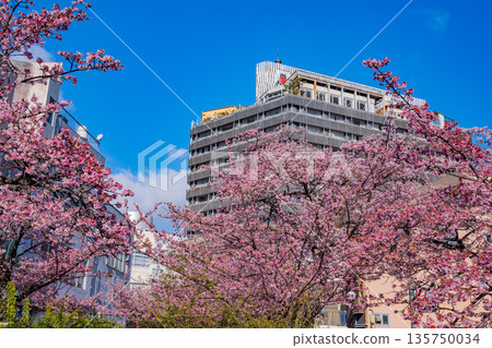 （靜岡縣）熱海市系川的熱海櫻，日本最早開花 135750034