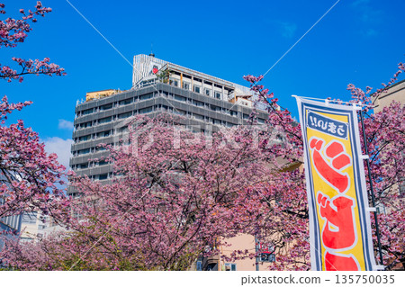 (Shizuoka Prefecture) Atamizakura in Itokawa, Atami City, the earliest to bloom in Japan 135750035