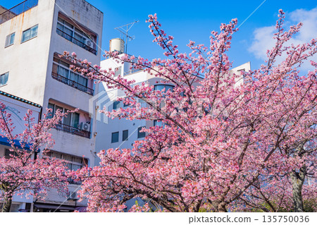 （靜岡縣）熱海市系川的熱海櫻，日本最早開花 135750036