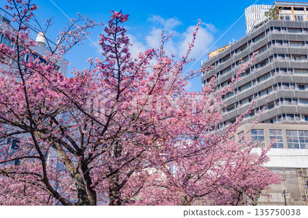 (靜岡縣)熱海市系川的熱海櫻,日本最早開花 (靜岡縣)熱海市系川的熱海櫻,日本最早開花 135750038