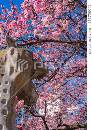 （靜岡縣）熱海市系川的熱海櫻，日本最早開花 135750042