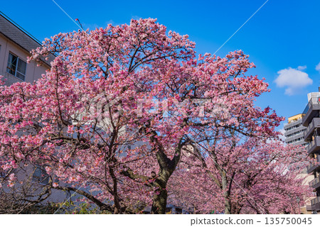 (靜岡縣)熱海市系川的熱海櫻,日本最早開花 (靜岡縣)熱海市系川的熱海櫻,日本最早開花 135750045