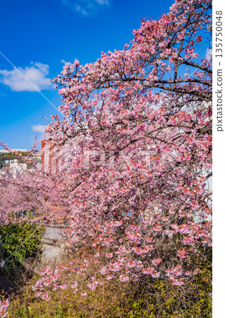 （靜岡縣）熱海市系川的熱海櫻，日本最早開花 135750048