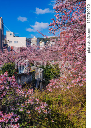 （靜岡縣）熱海市系川的熱海櫻，日本最早開花 135750050
